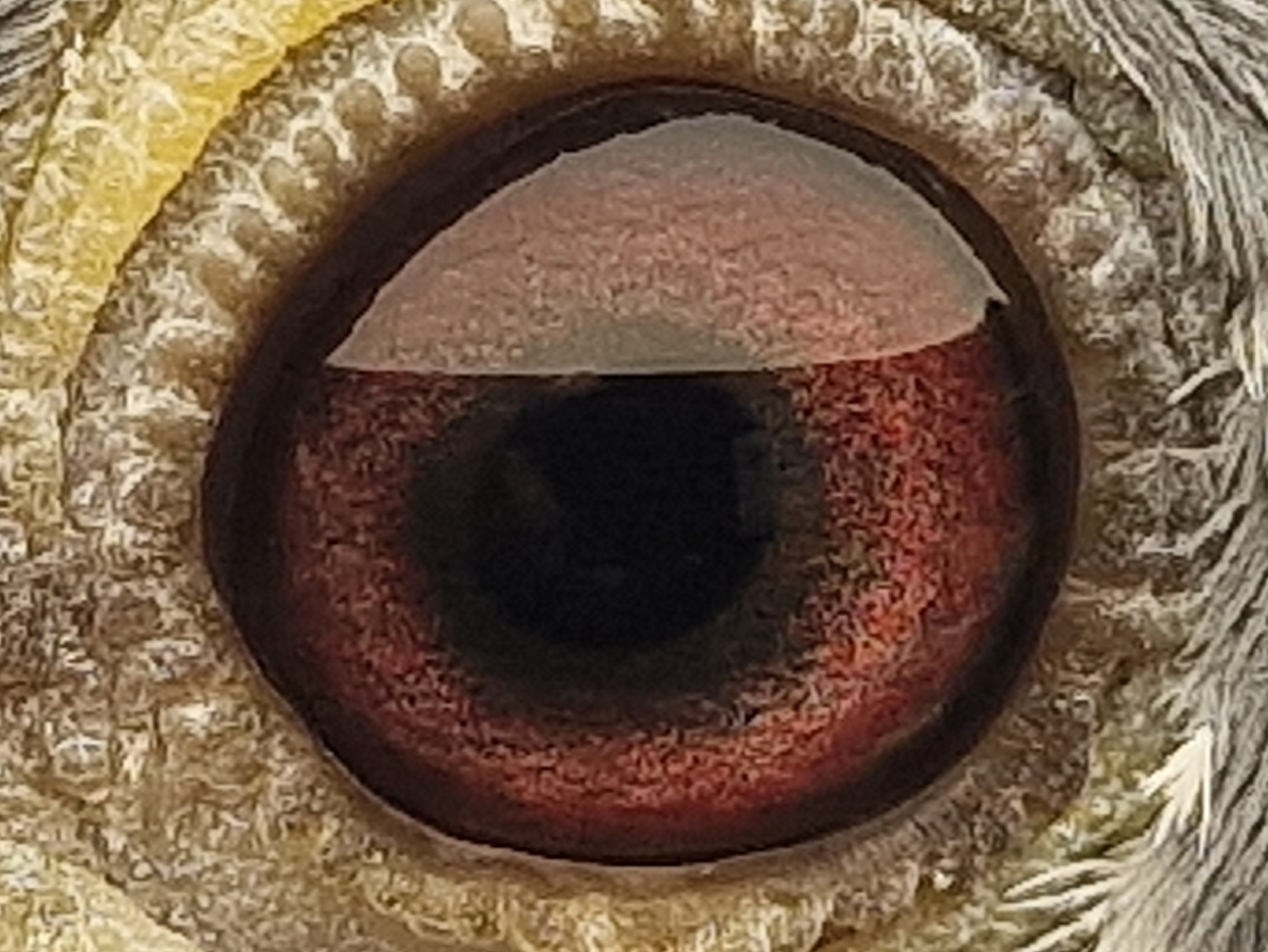 Pigeon eye